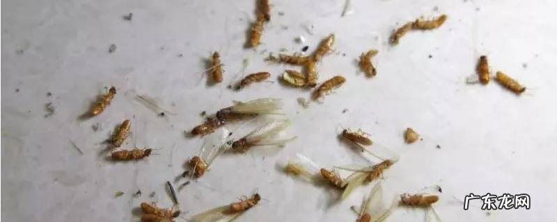 飞蚁出现的原因 有飞蚁是怎么回事