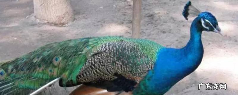 孔雀一年下多少个蛋 孔雀一年下几个蛋