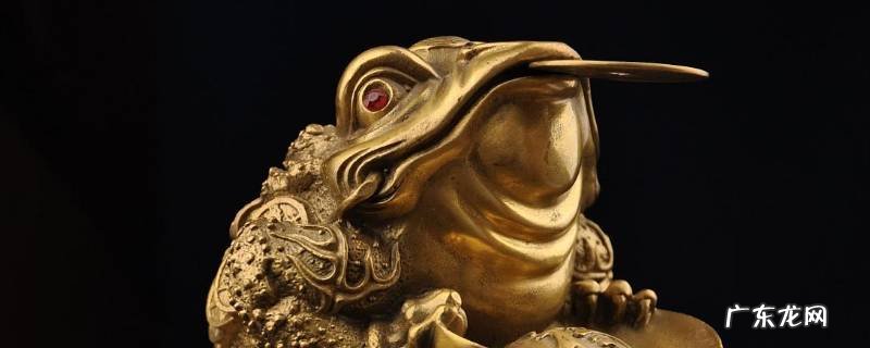 金蟾吃什么食物最好 金蟾吃什么食物