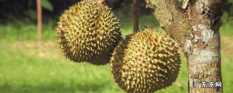 干包和湿包榴莲有什么区别 榴莲干湿包的区别