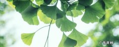 立夏的风俗是什么 上海立夏的风俗有哪些