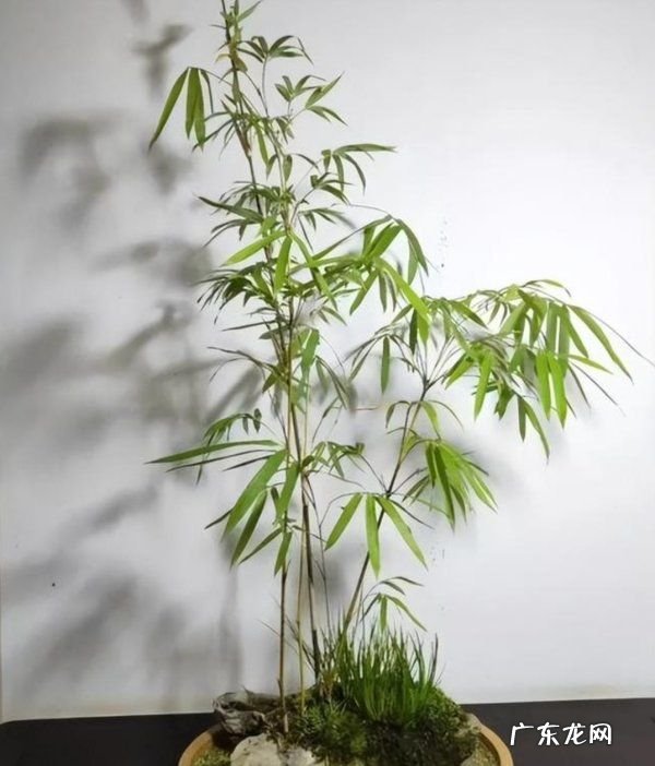 竹剪枝繁殖方法,竹子扦插生根最快方法