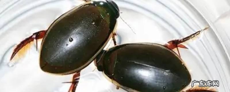 龙虱是什么东西 龙虱的意思