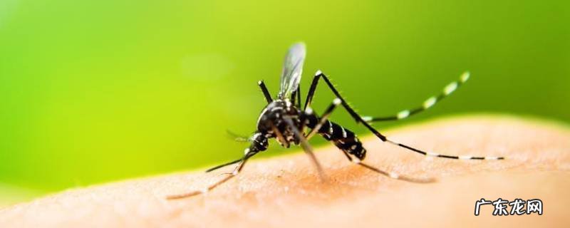 晚上家里有蚊子没有蚊香怎么办 有蚊子没有蚊香怎么办