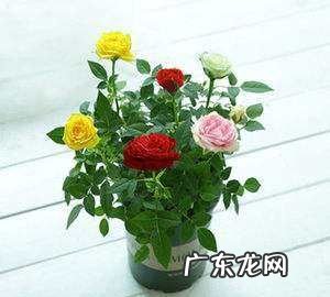 四季玫瑰怎么养,四季玫瑰花的种植方法和注意事项