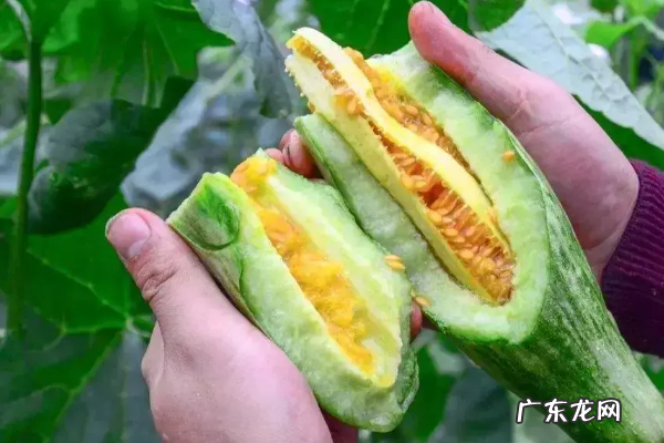 羊角蜜成熟期是多少天,羊角蜜从挂果到成熟要多少天时间