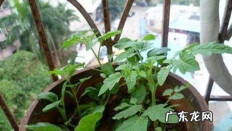 西红柿怎么样吊秧,温室西红柿高产栽培技术