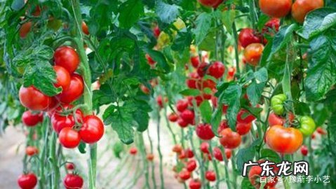 西红柿怎么样吊秧,温室西红柿高产栽培技术