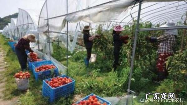 西红柿怎么样吊秧,温室西红柿高产栽培技术