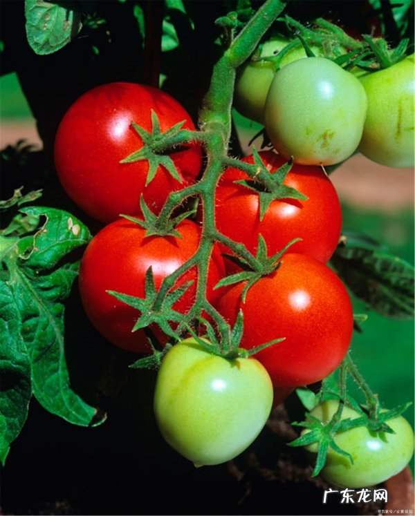 西红柿怎么样吊秧,温室西红柿高产栽培技术