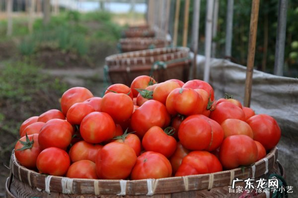西红柿怎么样吊秧,温室西红柿高产栽培技术