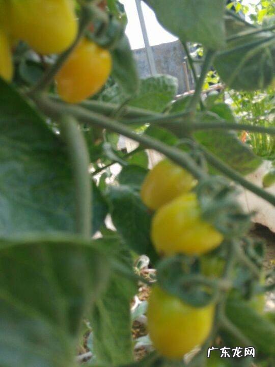 西红柿怎么样吊秧,温室西红柿高产栽培技术