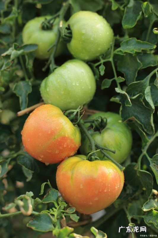 西红柿怎么样吊秧,温室西红柿高产栽培技术