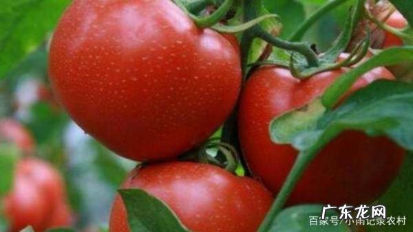 西红柿怎么样吊秧,温室西红柿高产栽培技术