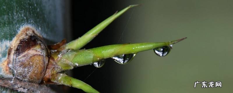 竹子的幼芽可以食用吗 竹子的嫩芽可以吃吗