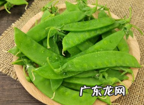 荷兰豆来自荷兰,荷兰豆来自荷兰