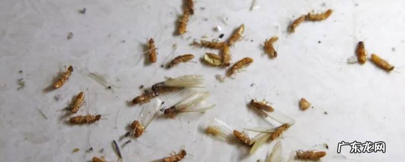 水蚂蚁会不会咬人 水蚂蚁会咬人吗