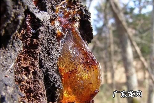 琥珀是怎么被发现的,琥珀形成的过程是什么四年级简短