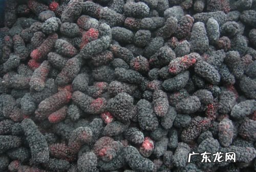 桑葚可以冷冻,新鲜的桑葚可以冷冻