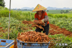 秋分设为什么节日,我国每年农历秋分设立为什么节