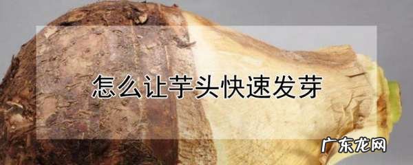 芋头怎么种才会发芽,芋头怎么种才长的大