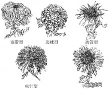 四季菊有哪些品种,菊花有哪些品种