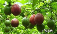 百香果架子怎么搭,百香果种植方法