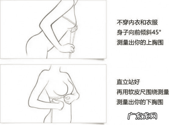 c罩杯分为哪几个型号,胸的大小分为几种型号从小到大