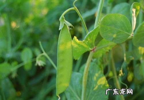 荷兰人叫荷兰豆叫什么,荷兰豆是什么豆长出来的