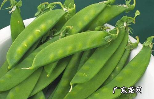 荷兰人叫荷兰豆叫什么,荷兰豆是什么豆长出来的