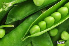 荷兰人叫荷兰豆叫什么,荷兰豆是什么豆长出来的