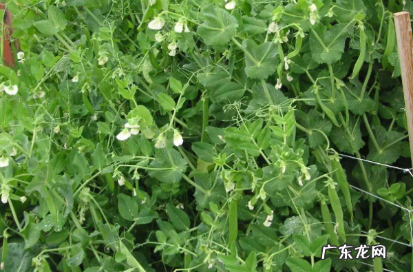 荷兰人叫荷兰豆叫什么,荷兰豆是什么豆长出来的