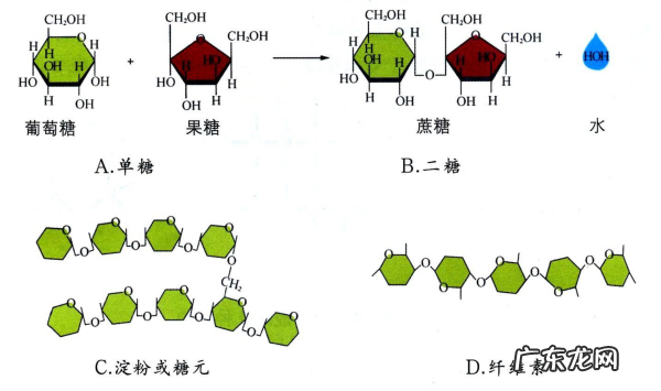 糖的分类有几大类,糖的分类