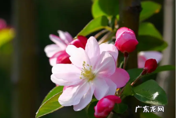 海棠树花,海棠花是什么样子的
