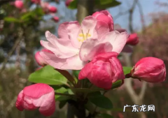 西府海棠有香味,八棱海棠和西府海棠有什么区别