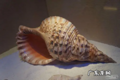 海螺里面为什么有声音,海螺会发出声音