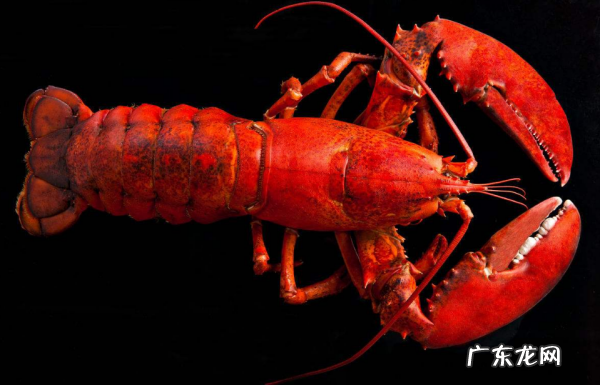 小龙虾和普通虾有什么区别,龙虾和小龙虾有什么区别