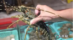 龙虾仔是什么龙,小青龙是什么龙虾多少钱一斤