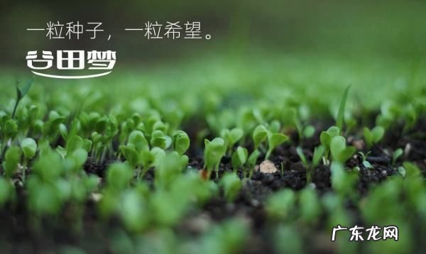 血虚吃什么 这样吃没有错,贫血的人吃什么好得快