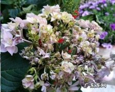 鲜花花苞不开怎么办,鲜花花苞不开怎么处理