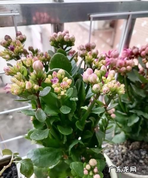 鲜花花苞不开怎么办,鲜花花苞不开怎么处理