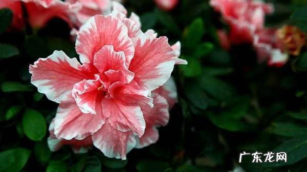 杜鹃花有毒,杜鹃花有毒可以在家里养