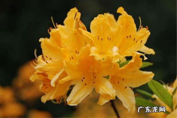 杜鹃花有毒,杜鹃花有毒可以在家里养