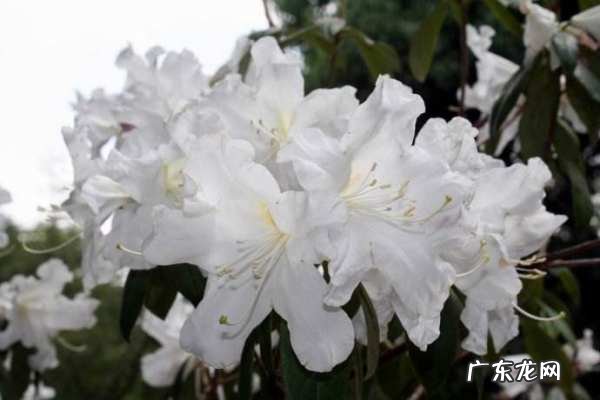 杜鹃花有毒,杜鹃花有毒可以在家里养