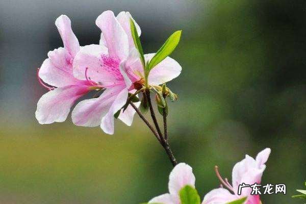 杜鹃花有毒,杜鹃花有毒可以在家里养
