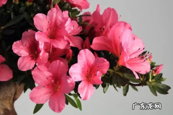 杜鹃花有毒,杜鹃花有毒可以在家里养