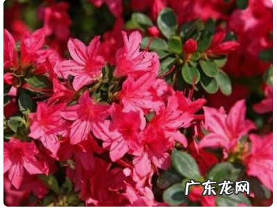 杜鹃花有毒,杜鹃花有毒可以在家里养