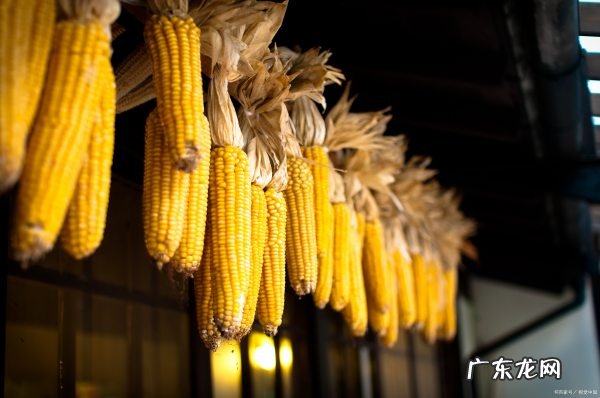 秋季玉米什么时候播种,玉米播种施肥一体机多少钱一台