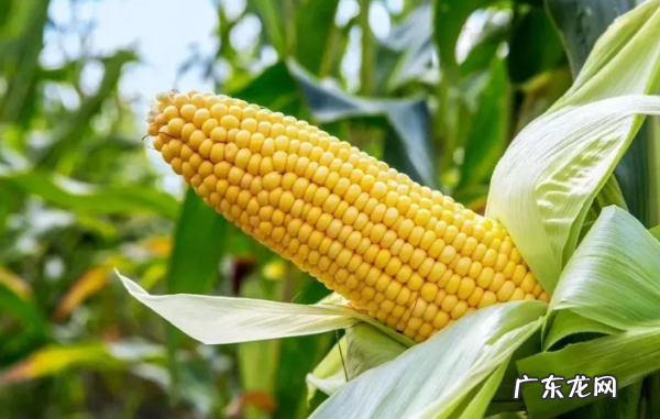 秋季玉米什么时候播种,玉米播种施肥一体机多少钱一台