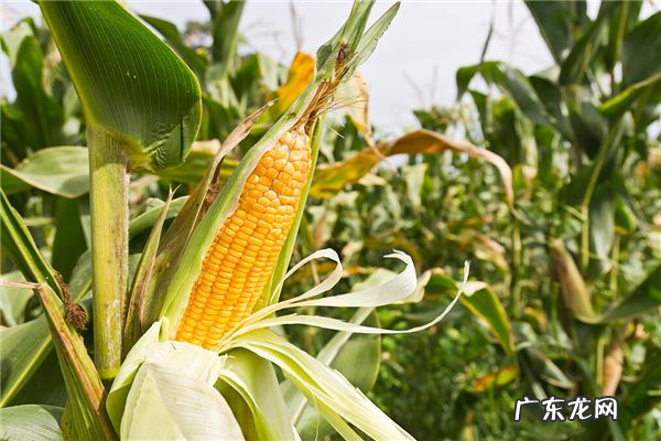 秋季玉米什么时候播种,玉米播种施肥一体机多少钱一台
